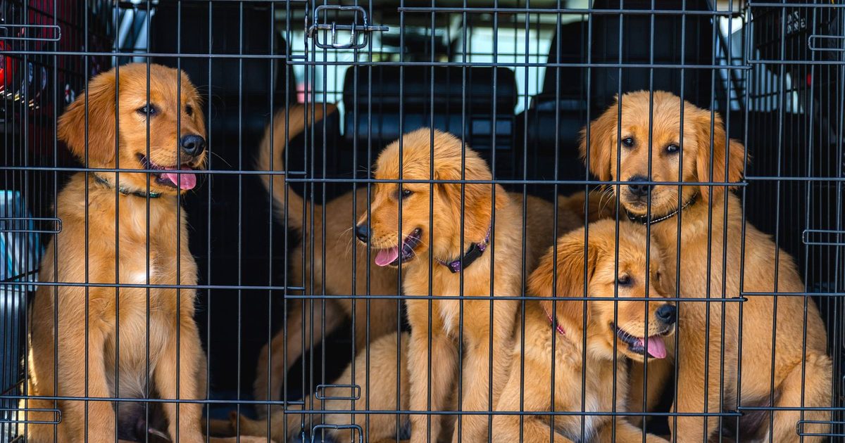 Four Golden Retriever puppies in a car cage, ready for travel