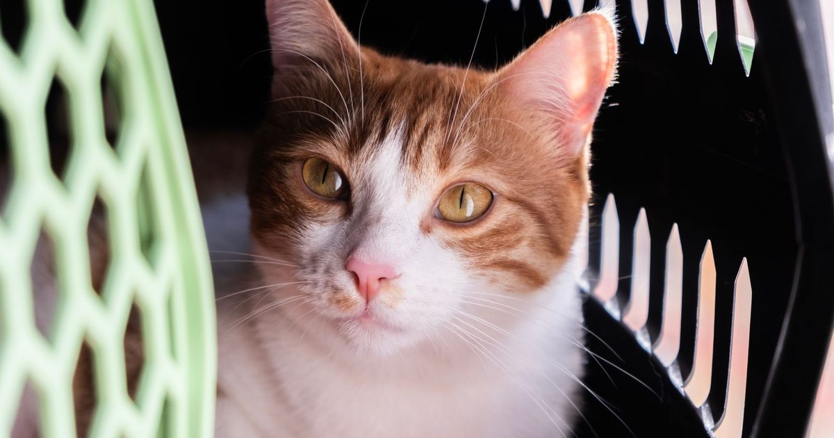 An orange and white cat in a pet carrier