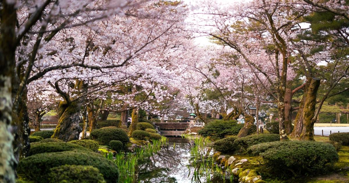 Cherry blossom trees over a pond in Kanazawa, Japan, in spring