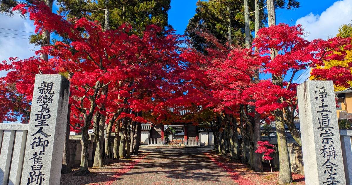 Red Japanese maples in autumn, Sendai, Japan